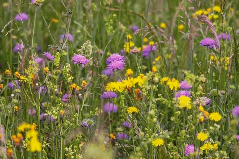 Sortie Découverte des Plantes Sauvages Comestibles à Châtillon-sur-Loire