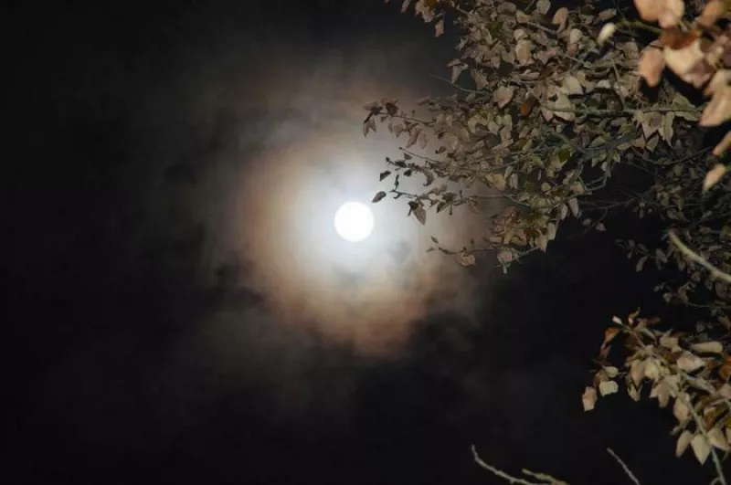 Balade Nocturne à la Découverte des Animaux Forestiers