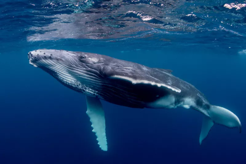 A L’écoute des Baleines. Tendez L’oreille 