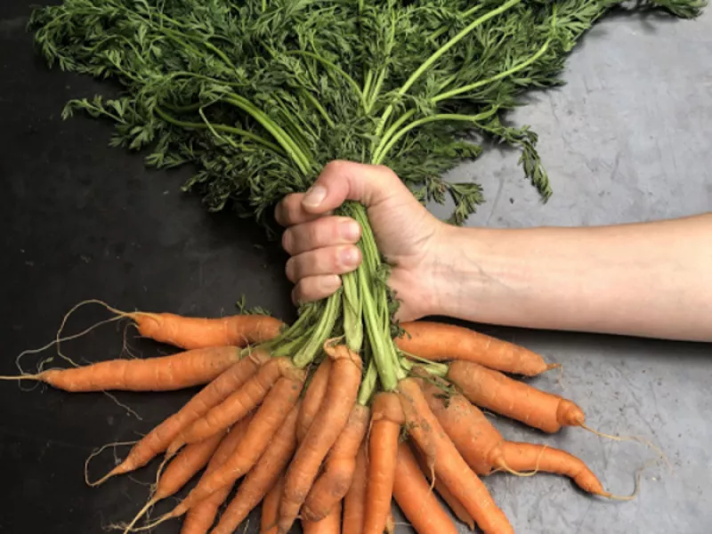 La Révolution des Carottes