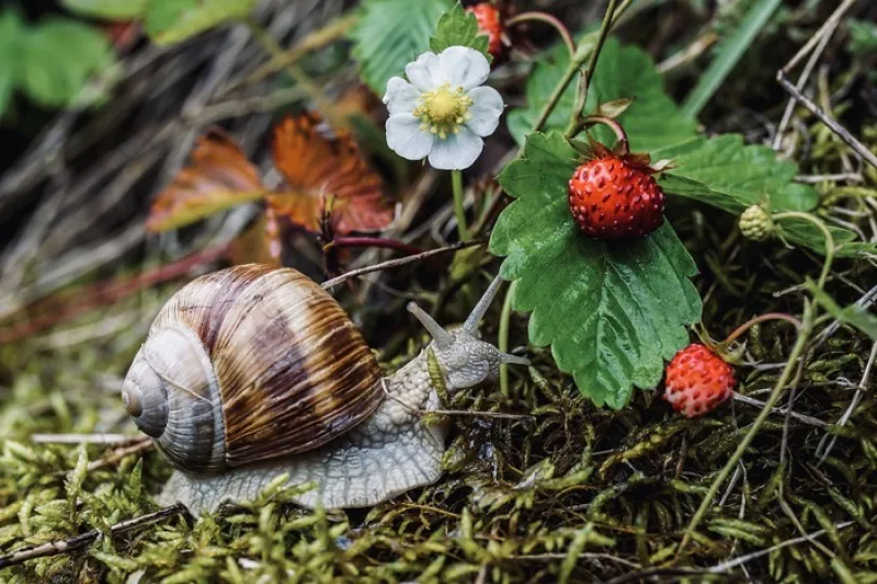 Atelier Découverte de la Nature : les Malaimés de Nos Jardins