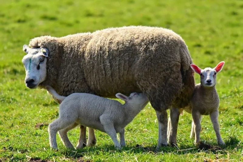 Vente à la Ferme à la Petite Bergerie