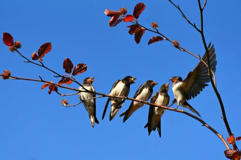 Conférence : Comment les Villes Peuvent Favoriser et Préserverla Biodiversité ?