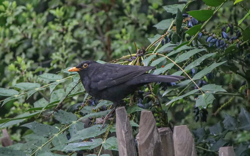 Balade Photo pour Découvrir les Oiseaux