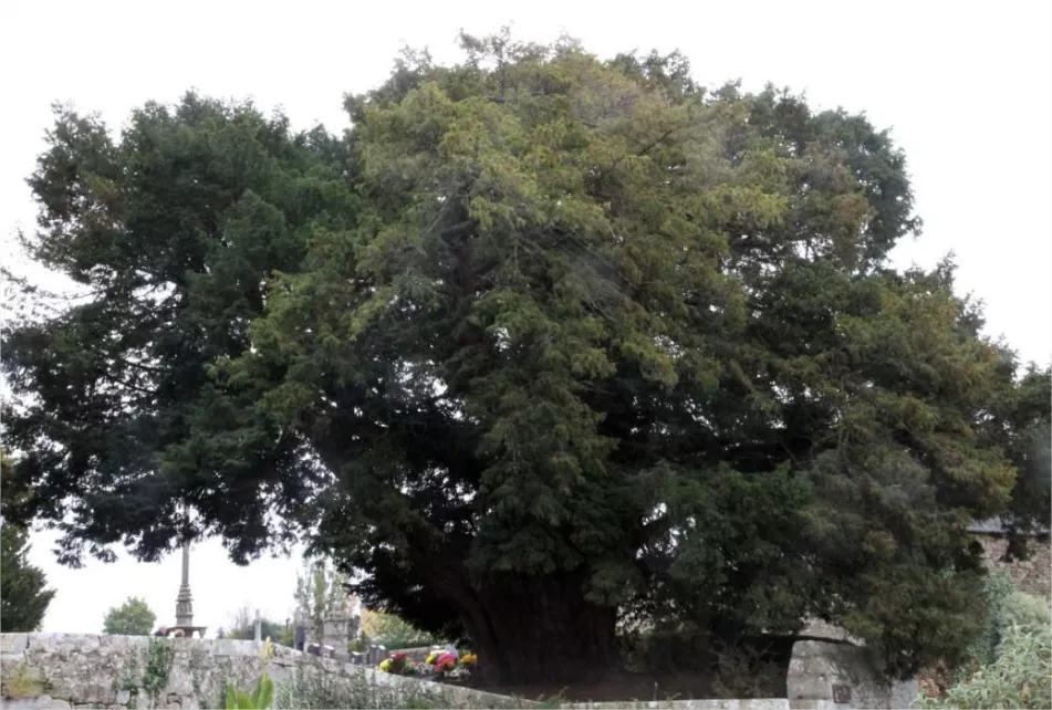 If (Taxus Baccata)-1000 Ans Min