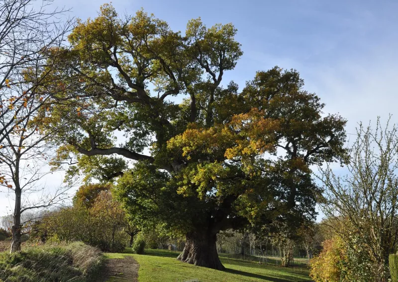 Chêne Pédonculé (Quercus Robur)-360 Ans