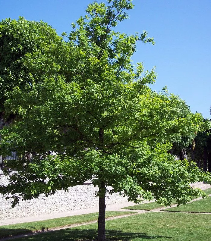 Chêne Pédonculé (Quercus Robur)-300 à 400 Ans