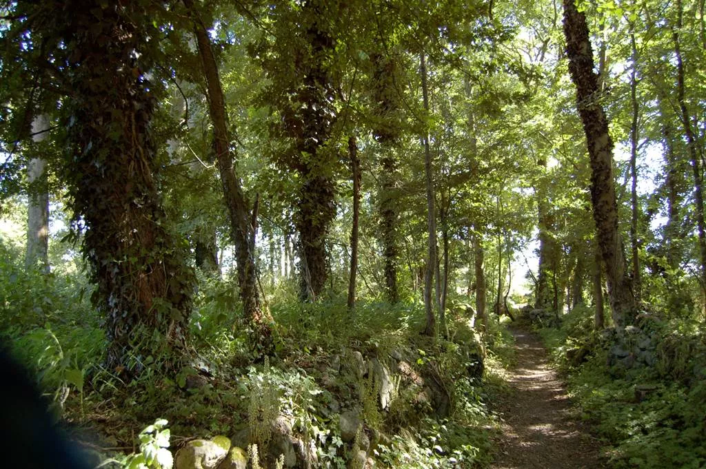 Forêt de Coët Er Lann