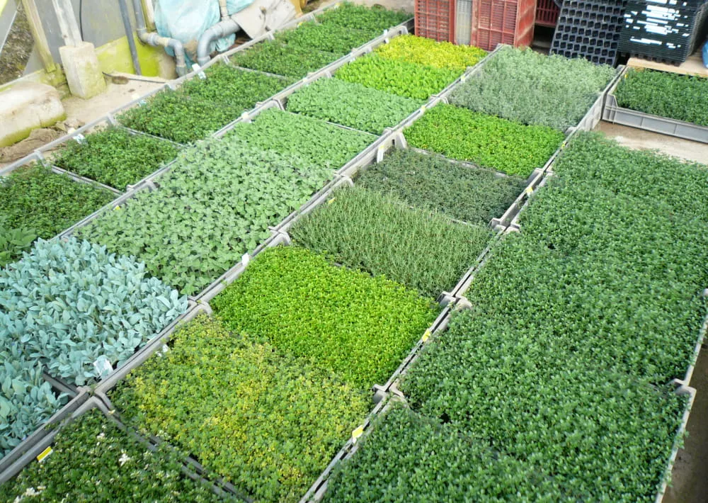 Leguromat, Production D'herbes Aromatiques