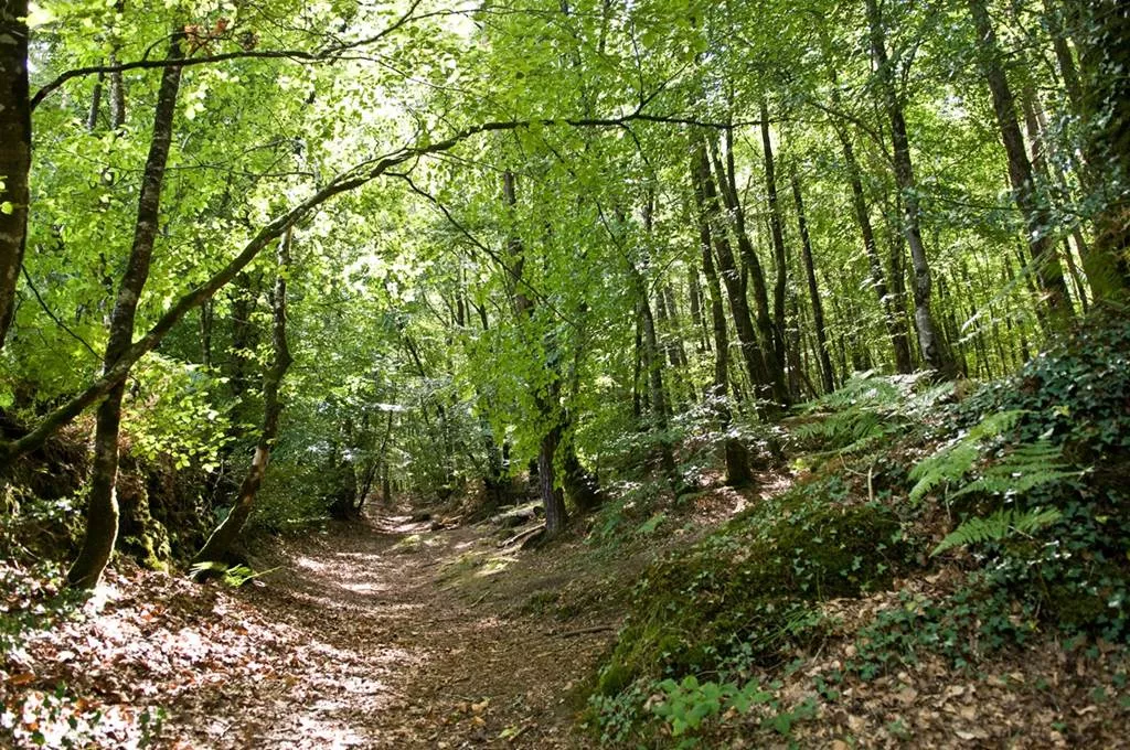 Forêt Domaniale de Camors, Floranges, Lanvaux