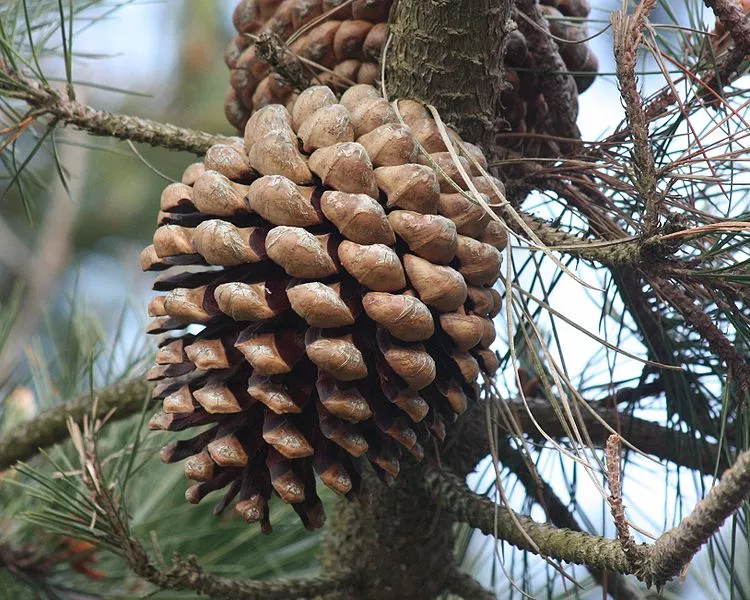 Pin de Monterey (Pinus Radiata)-140 Ans
