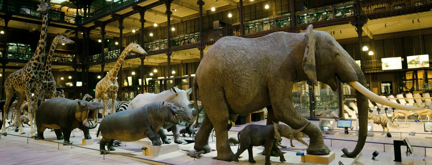 Grande Galerie de l'Evolution (Muséum National D'histoire Naturelle)