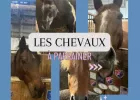 Parrainage de Chevaux Inactifs