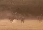 La Semaine du Brame du Cerf