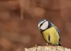 Sortie Oiseaux au Jardin des Plantes de Nantes