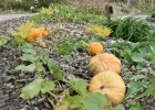 Atelier d'Automne : Creusage de Citrouilles